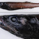 Illustration for article titled Newly discovered deep-water fish are some of the strangest and nastiest creatures on Earth